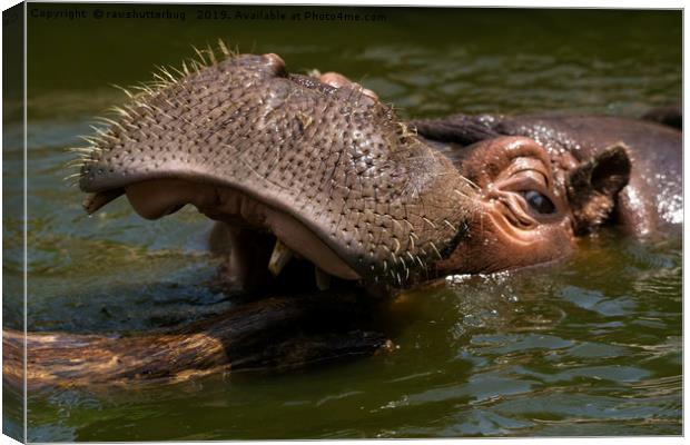 Hippo Playing With A Log Canvas Print by rawshutterbug 