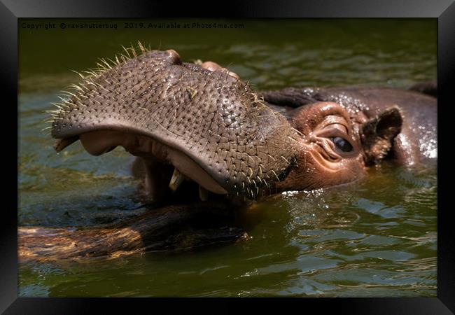 Hippo Playing With A Log Framed Print by rawshutterbug 