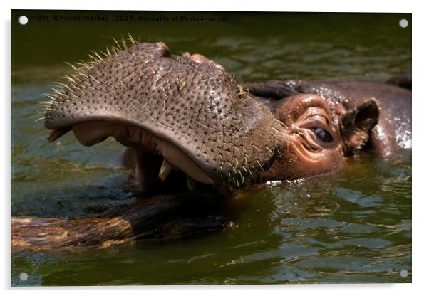 Hippo Playing With A Log Acrylic by rawshutterbug 