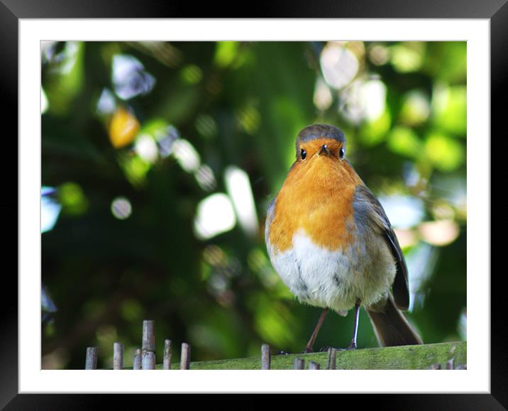 Quizzical Robin Framed Mounted Print by Chris Day