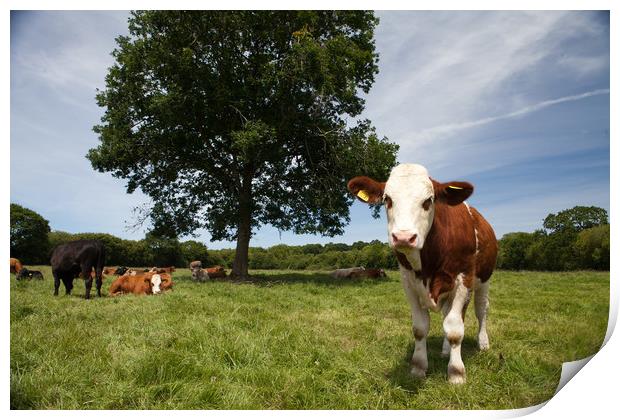 A Model Simmental Print by Catherine Kiely