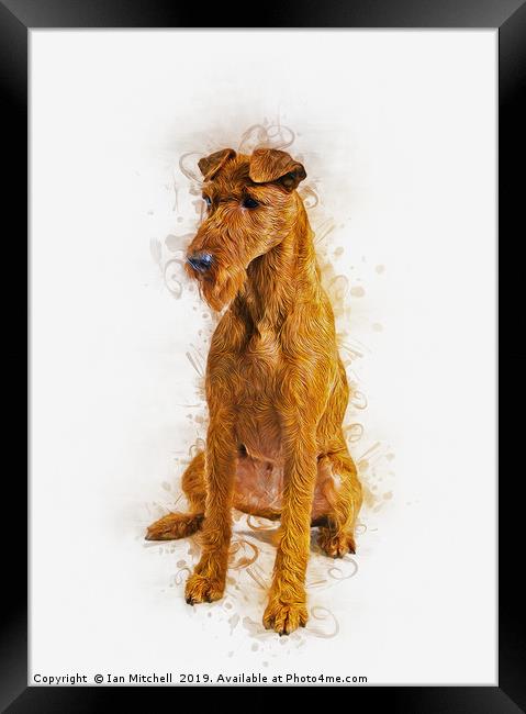 Irish Terrier Framed Print by Ian Mitchell