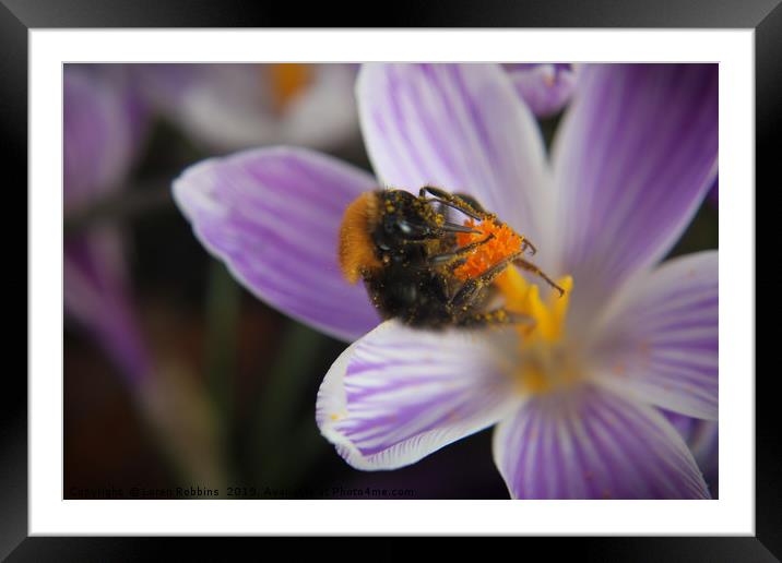 Spring Bee Framed Mounted Print by Loren Robbins