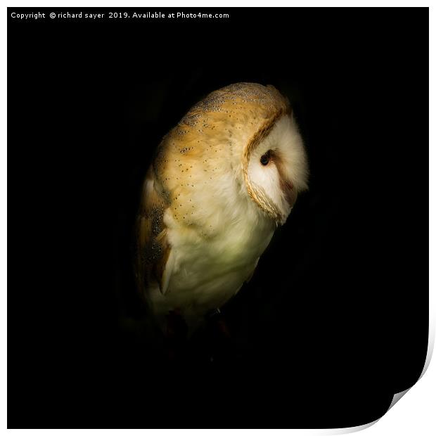 Barn Owl Portait Print by richard sayer