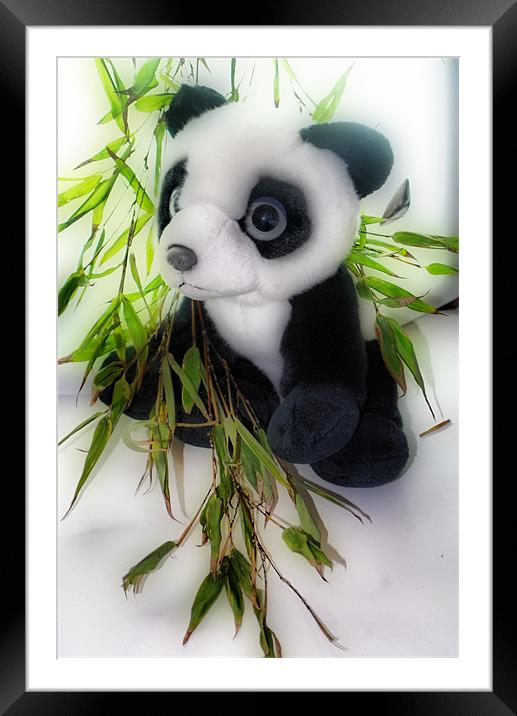 Panda and Bamboo Framed Mounted Print by Karen Martin
