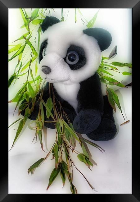 Panda and Bamboo Framed Print by Karen Martin