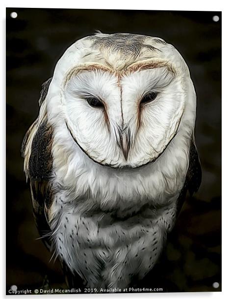 Sleepy Barn Owl Acrylic by David Mccandlish