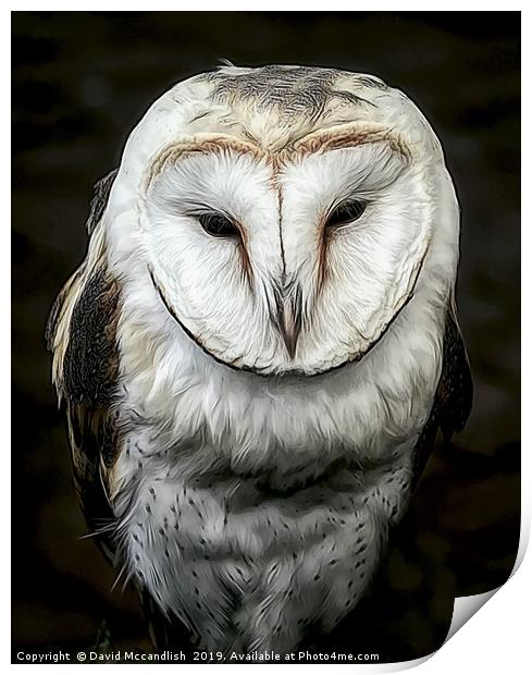Sleepy Barn Owl Print by David Mccandlish