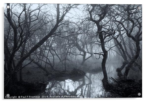 Mysterious Woods in Devon Acrylic by Paul F Prestidge