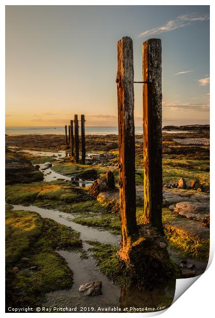 Old Wooden Posts Print by Ray Pritchard