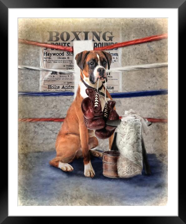 The Boxer Framed Mounted Print by Trudi Simmonds