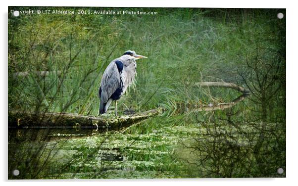 The Heron Acrylic by LIZ Alderdice