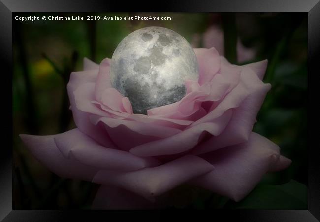 Rose With A Silver Moon Framed Print by Christine Lake