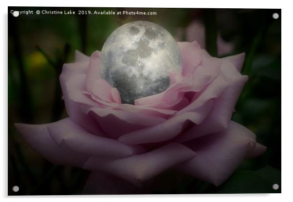 Rose With A Silver Moon Acrylic by Christine Lake