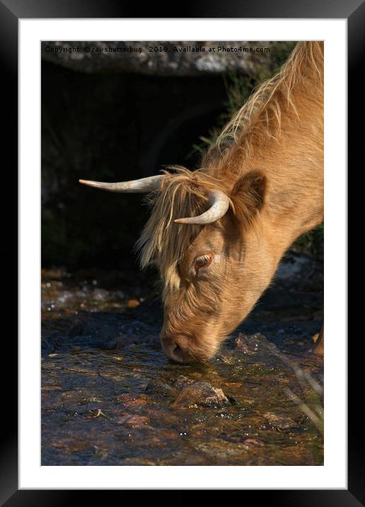 Highland Cow Drinking From A Stream Framed Mounted Print by rawshutterbug 