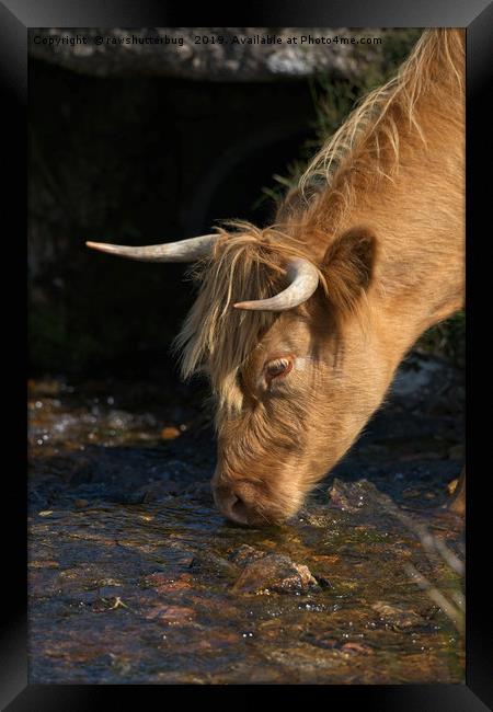 Highland Cow Drinking From A Stream Framed Print by rawshutterbug 