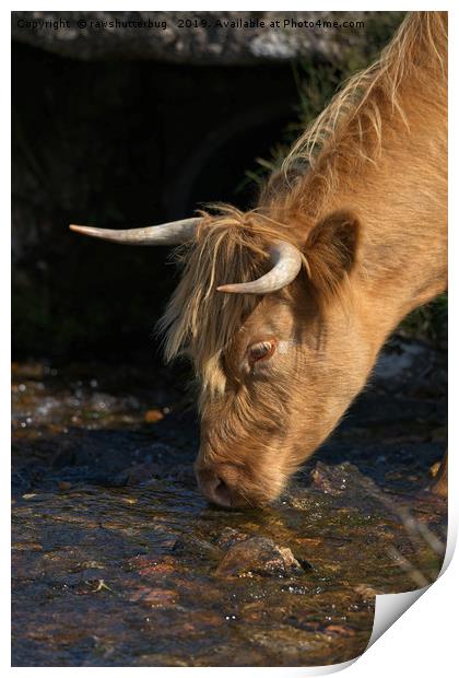 Highland Cow Drinking From A Stream Print by rawshutterbug 