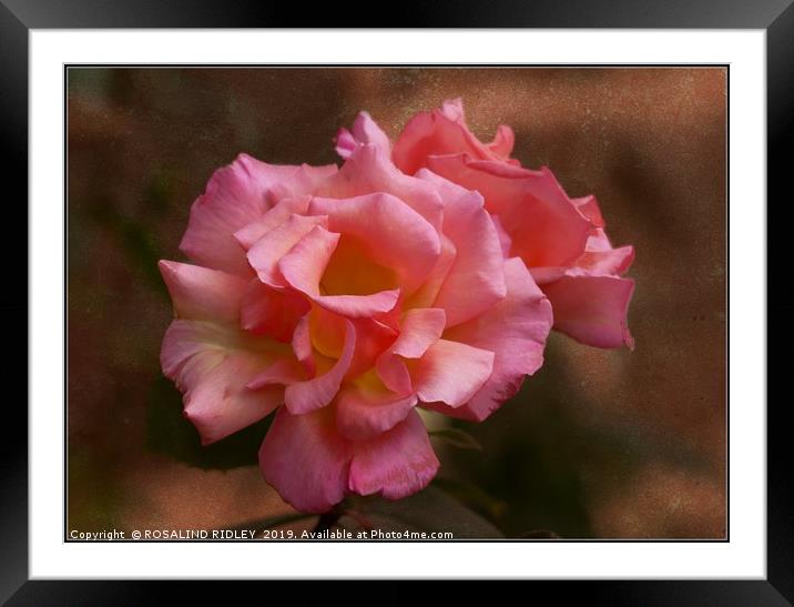"Antique rose" Framed Mounted Print by ROS RIDLEY