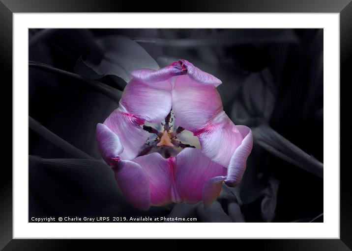 Dying Tulip Framed Mounted Print by Charlie Gray LRPS