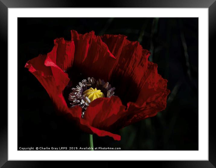Cultivated red poppy Framed Mounted Print by Charlie Gray LRPS