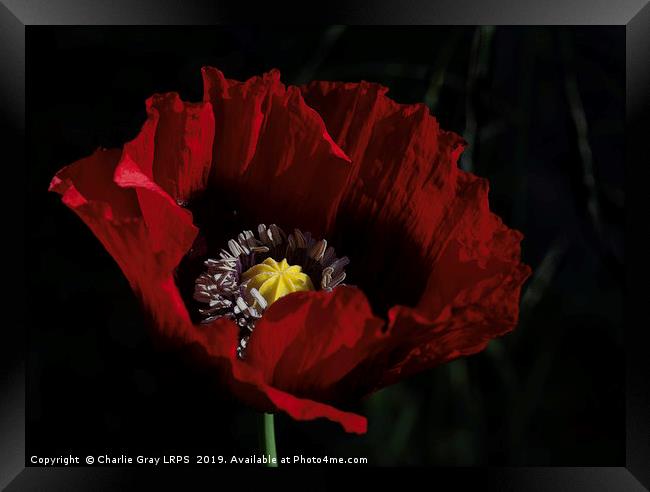 Cultivated red poppy Framed Print by Charlie Gray LRPS