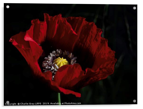 Cultivated red poppy Acrylic by Charlie Gray LRPS
