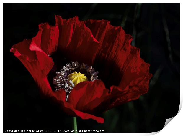 Cultivated red poppy Print by Charlie Gray LRPS