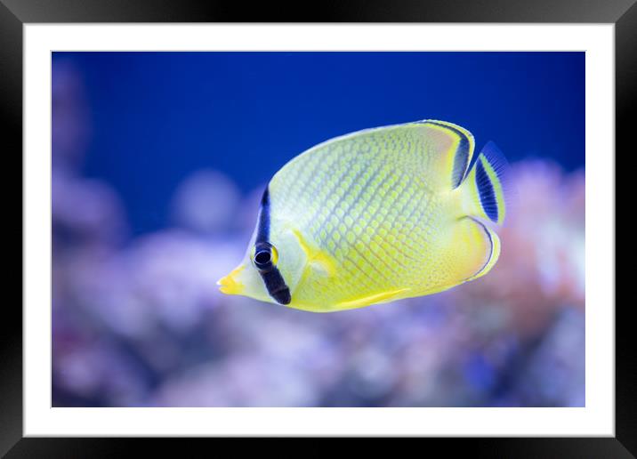 Latticed Butterflyfish Framed Mounted Print by Images of Devon