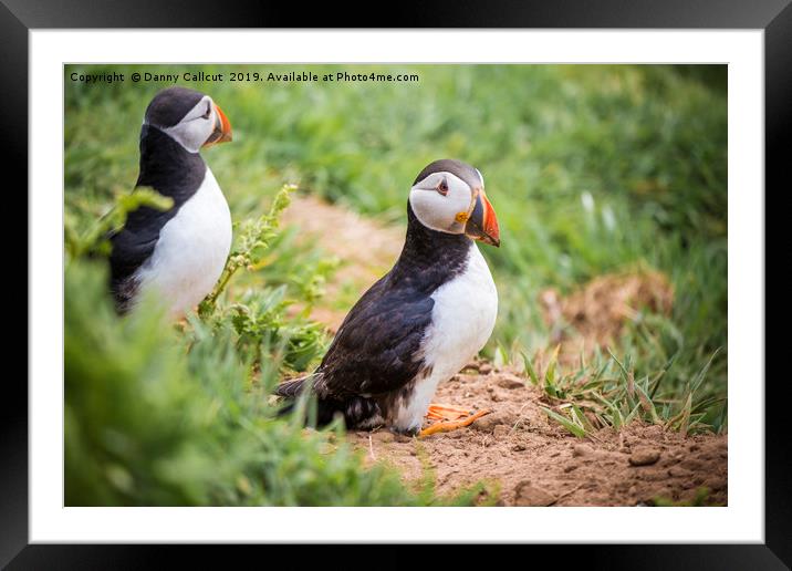 Atlantic Puffin Pair Framed Mounted Print by Danny Callcut