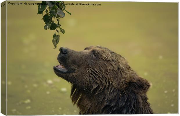 I Want That - Bear Longing For Those Leaves Canvas Print by rawshutterbug 