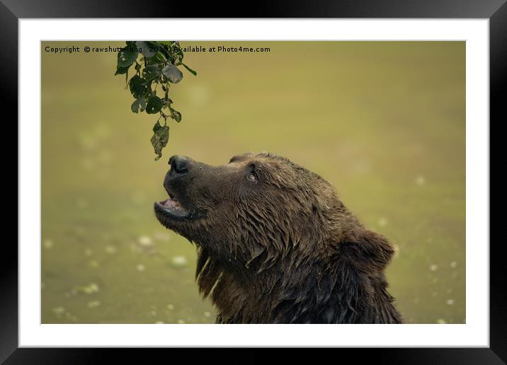 I Want That - Bear Longing For Those Leaves Framed Mounted Print by rawshutterbug 