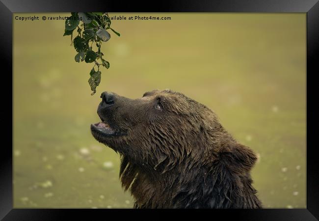 I Want That - Bear Longing For Those Leaves Framed Print by rawshutterbug 