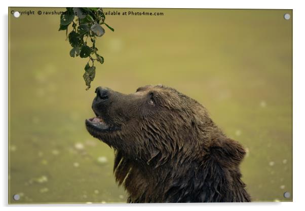 I Want That - Bear Longing For Those Leaves Acrylic by rawshutterbug 