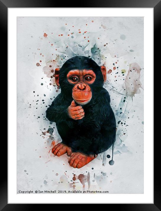 Baby Chimpanzee Art Framed Mounted Print by Ian Mitchell
