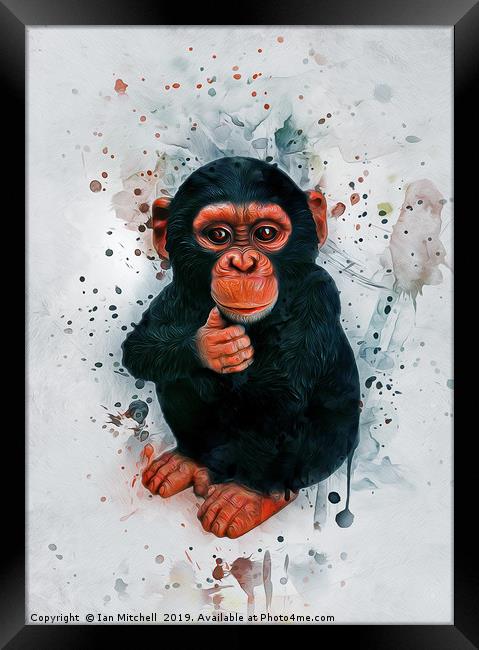 Baby Chimpanzee Art Framed Print by Ian Mitchell