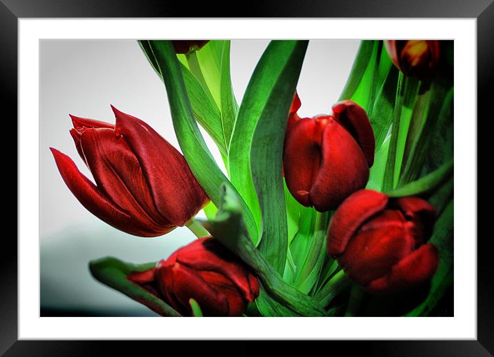 Red Tulips Framed Mounted Print by Karen Martin