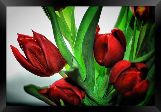 Red Tulips Framed Print by Karen Martin