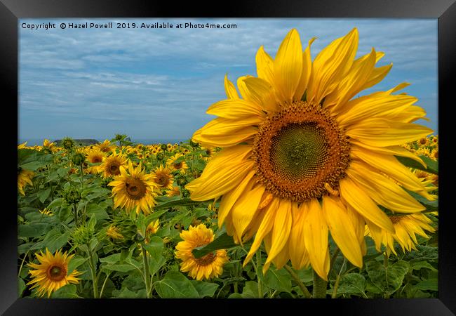 Sunflowers Framed Print by Hazel Powell