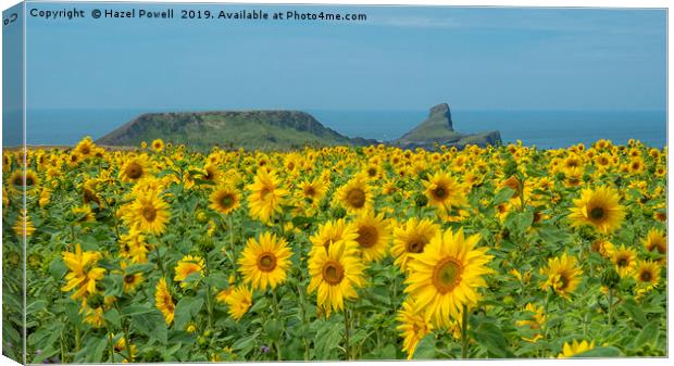 Sunflowers at Worms Head Canvas Print by Hazel Powell