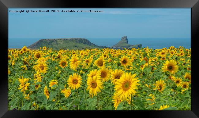 Sunflowers at Worms Head Framed Print by Hazel Powell