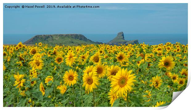 Sunflowers at Worms Head Print by Hazel Powell