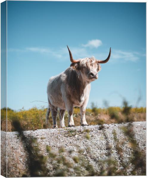 Highland Cattle Canvas Print by Sam Bradley