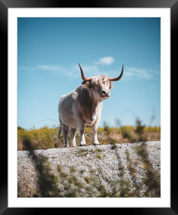 Highland Cattle Framed Mounted Print by Sam Bradley