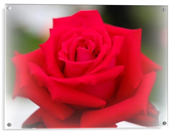 A single red rose in bloom Acrylic by Joyce Nelson