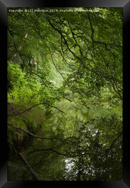 Woodland Stream Framed Print by LIZ Alderdice