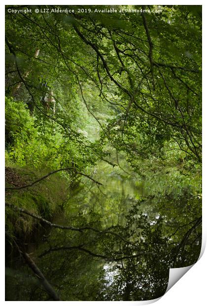 Woodland Stream Print by LIZ Alderdice