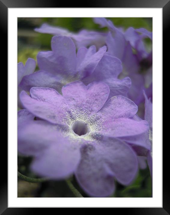 softest purple Framed Mounted Print by Heather Newton