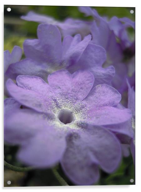 softest purple Acrylic by Heather Newton