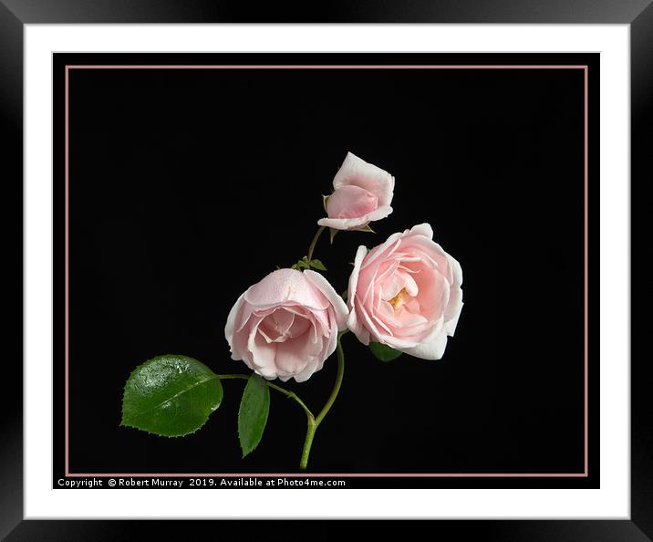 Pink Rose "New Dawn" Framed Mounted Print by Robert Murray
