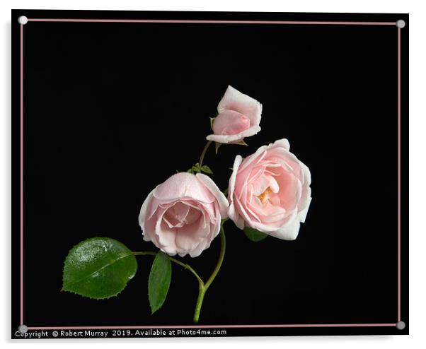 Pink Rose "New Dawn" Acrylic by Robert Murray